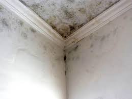 Forensic Mold Investigation in Forest View, IL